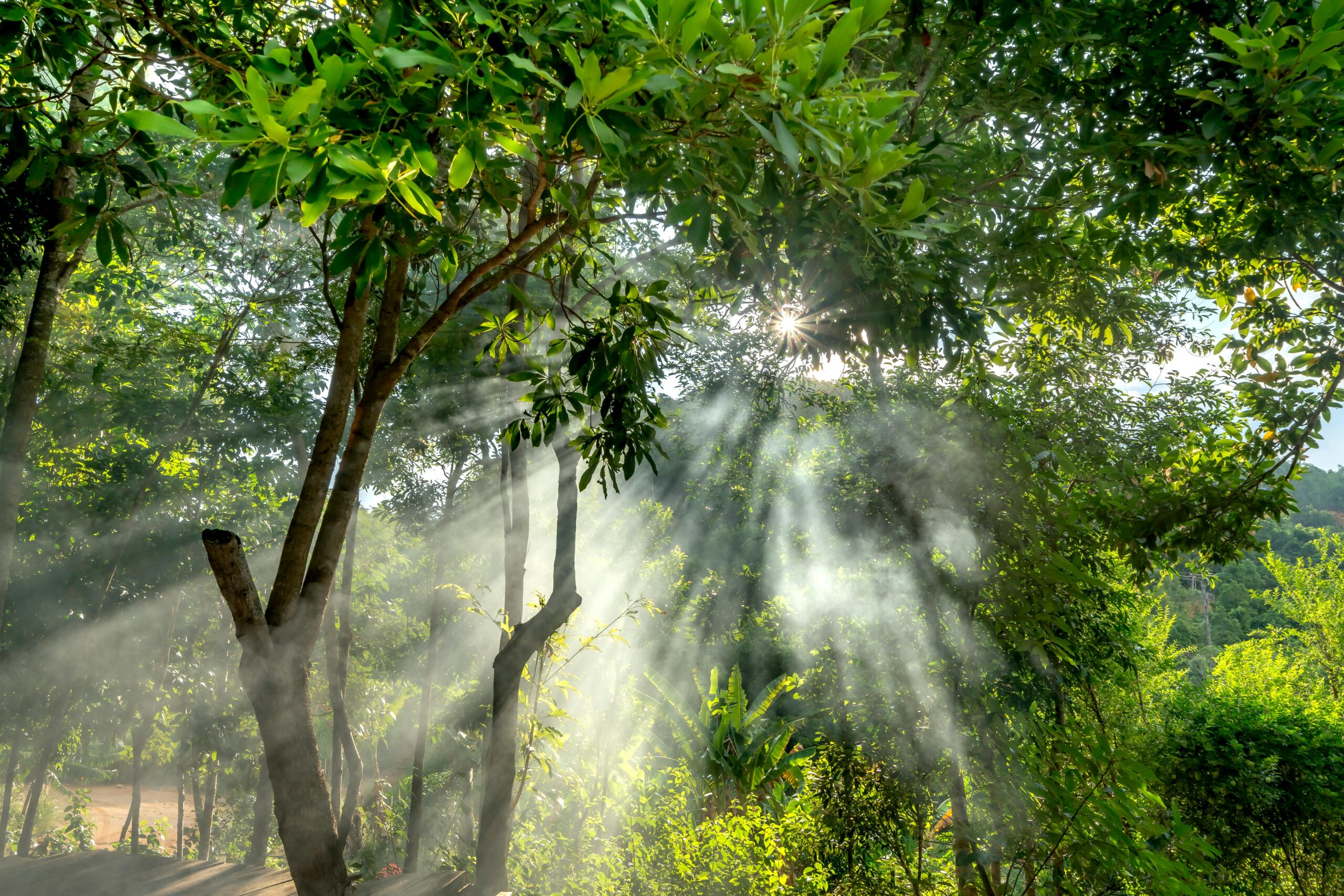 Sun rays streaming through lush green forest creating mystical atmosphere.